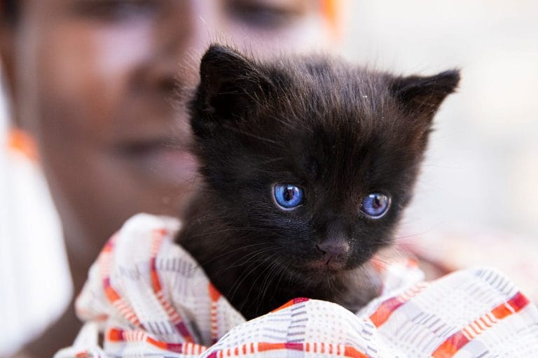 Spellbound Chronicles 11 1 ZWdlWdEvrmhgEgasc TCMw