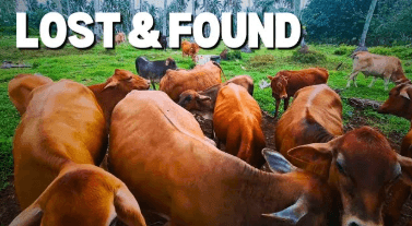 Spellbound Chronicles 8 Screenshot 2025 04 28 084319