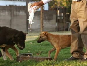 Here Is What It Means & What You Should Do If You See Pets Always Acting Strangely Around You 1 images 19 1