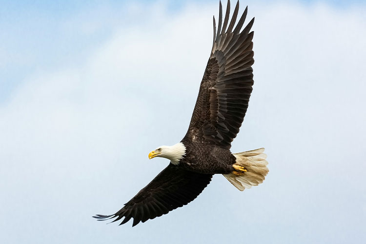 eagle