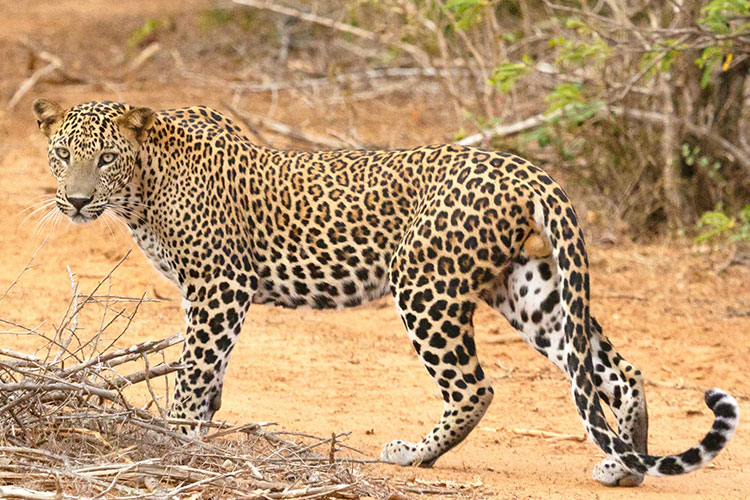 leopard