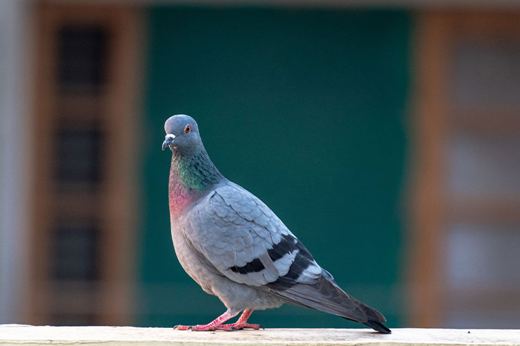 pigeon