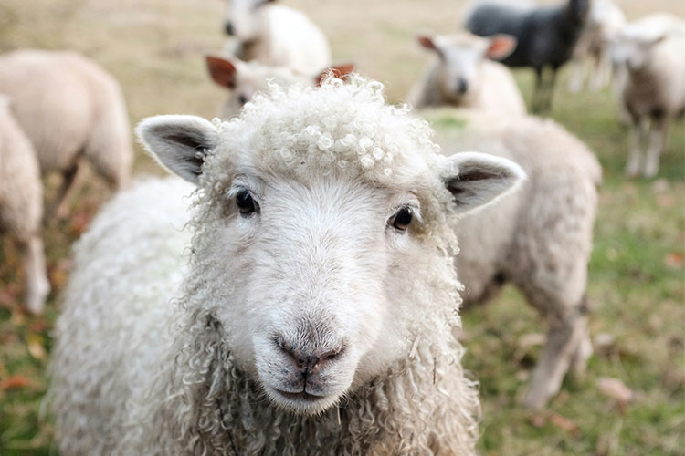 sheep