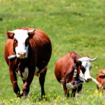 The Spiritual Role of a Cow