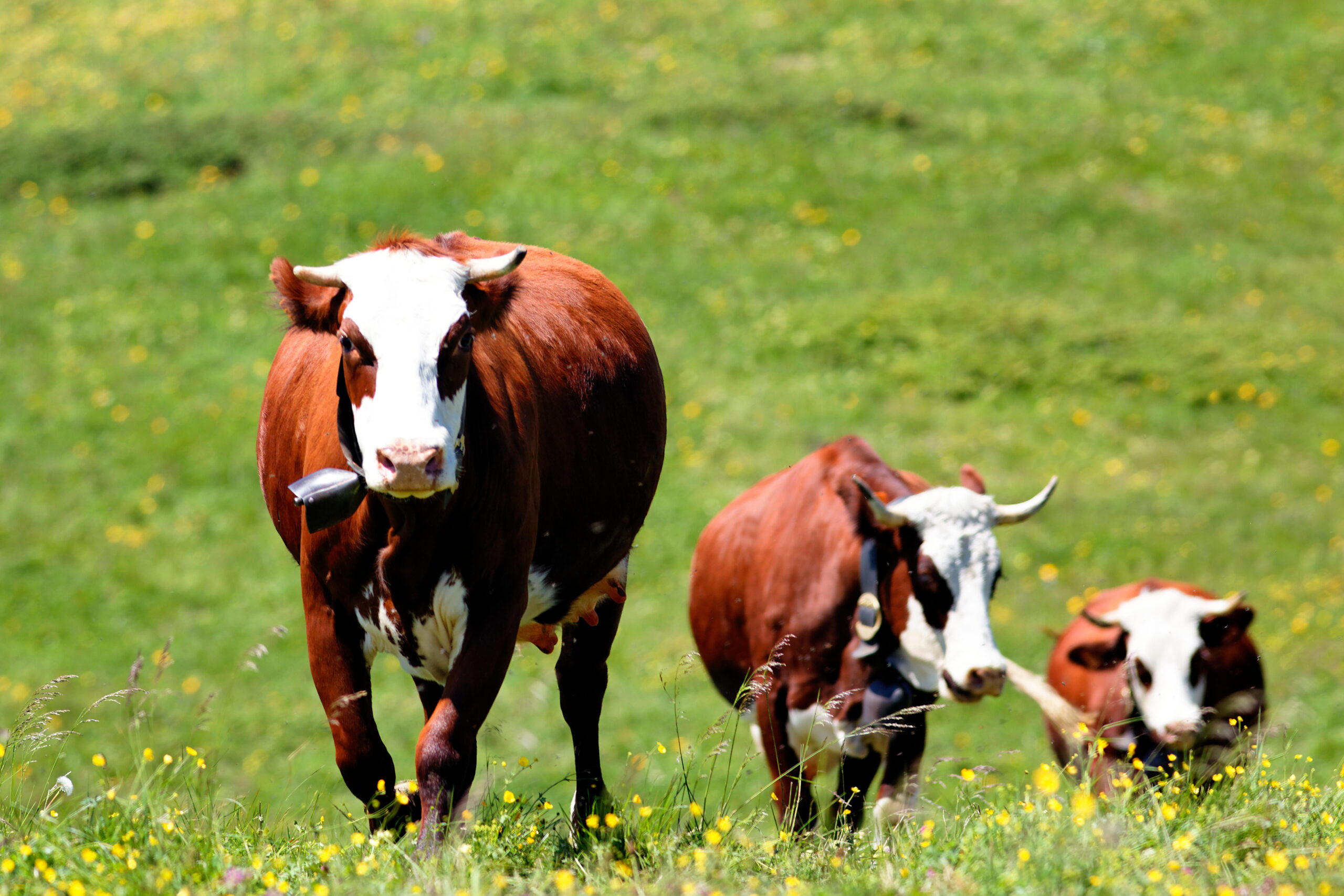 The Spiritual Role of a Cow