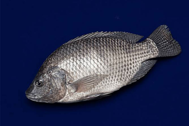 tilapia
