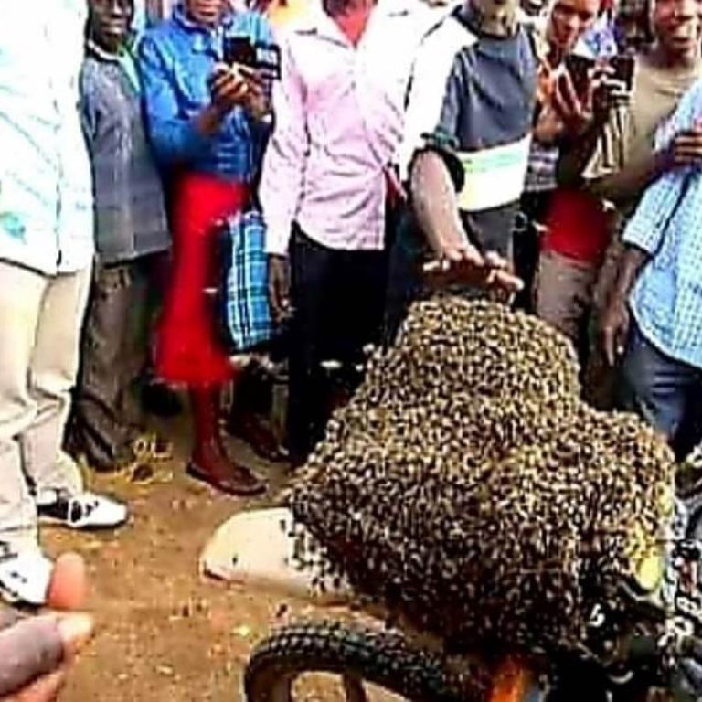 BEES MOTORBIKE